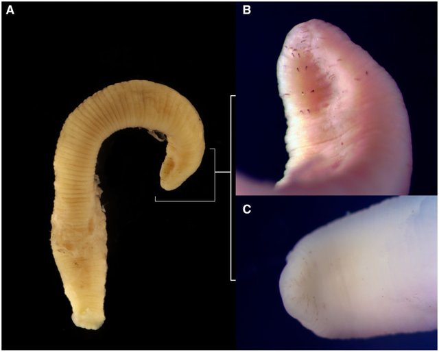 Acanthobdella peledina, a leech of the family Acanthobdellidae