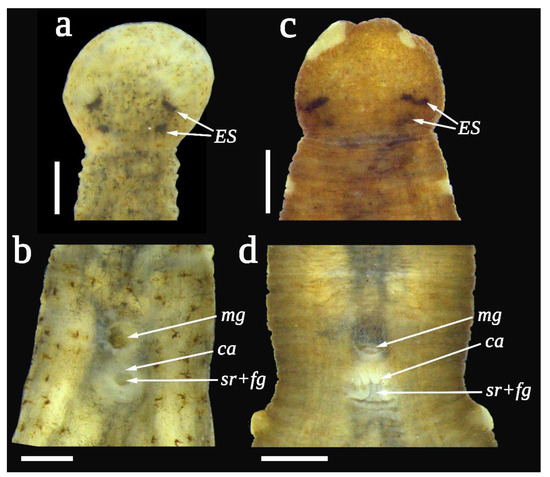 Acipenserobdella volgensis, a leech of the family Piscicolidae