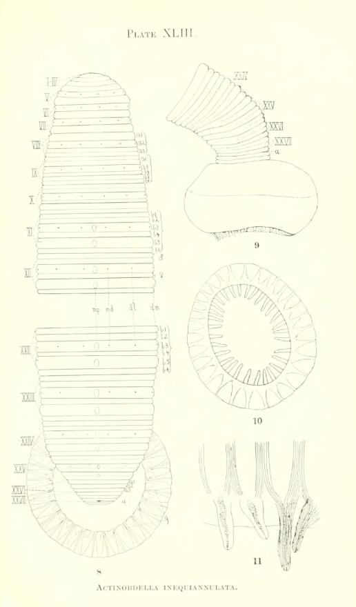 Actinobdella inequiannulata, a leech of the family Glossiphoniidae