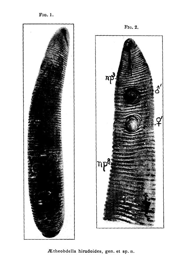 Aetheobdella hirudoides, a leech of the family Hirudinidae