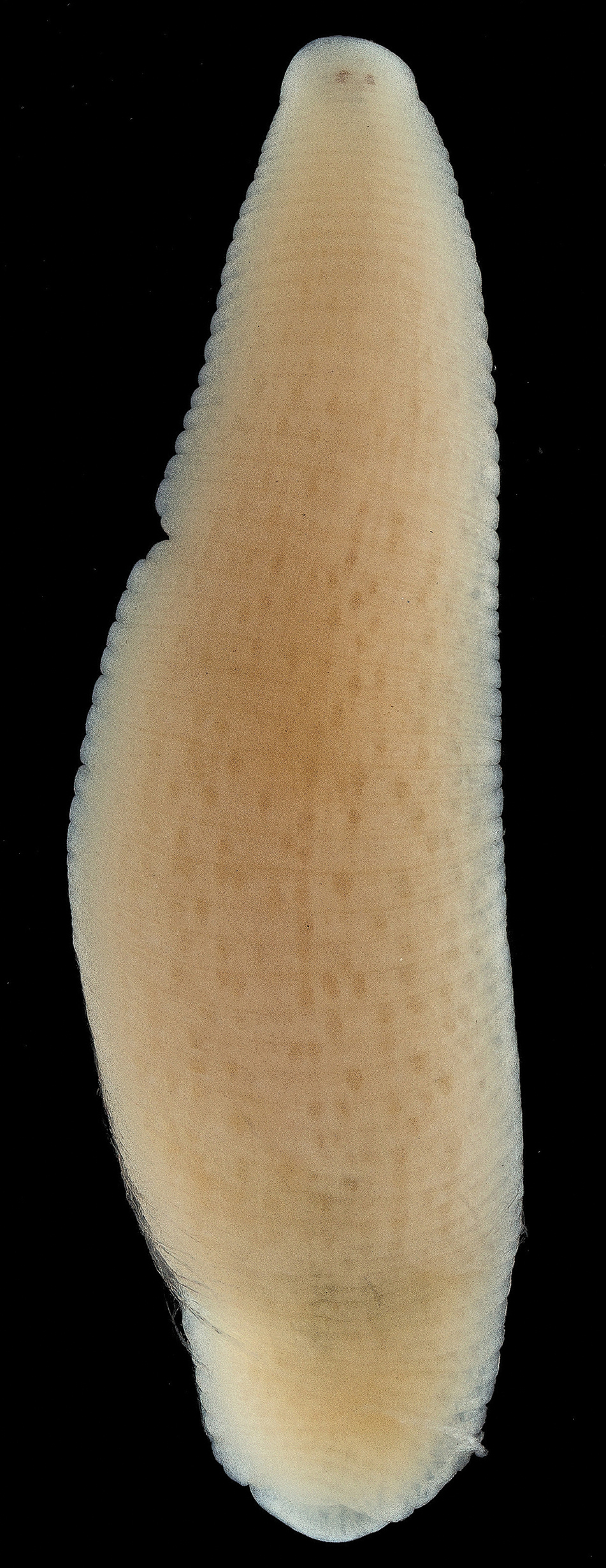 Alboglossiphonia afroalpina, a leech of the family Glossiphoniidae