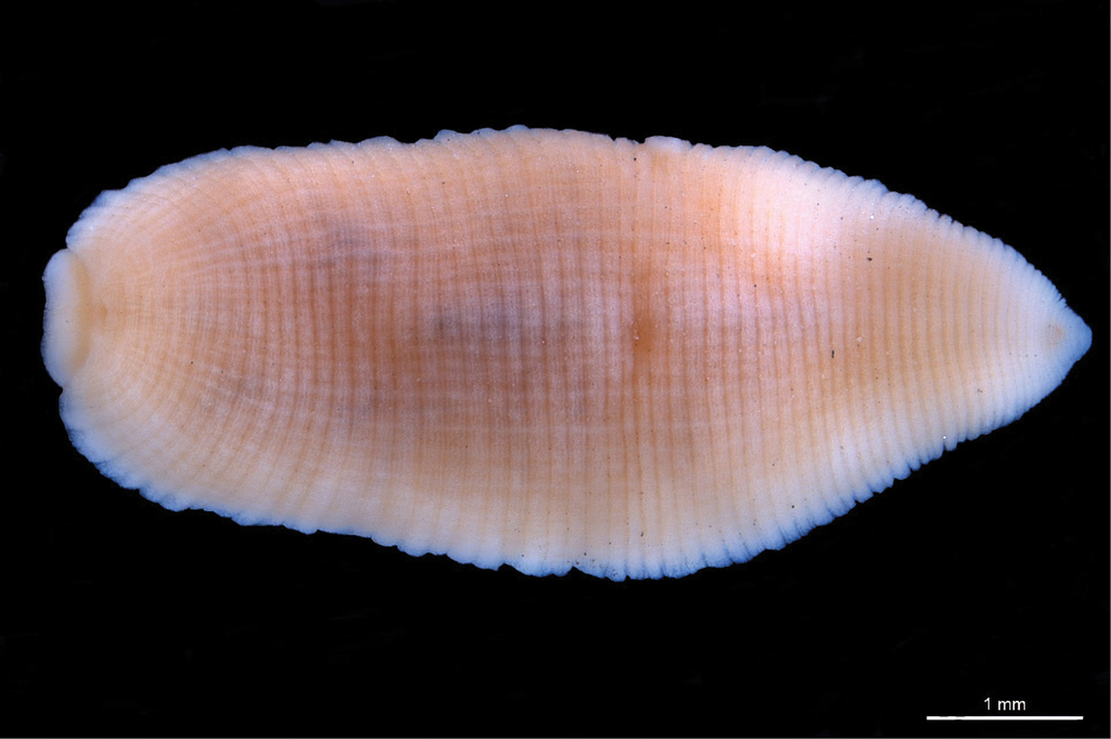 Alboglossiphonia buniana, a leech of the family Glossiphoniidae
