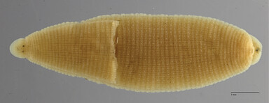 Alboglossiphonia conjugata, a leech of the family Glossiphoniidae