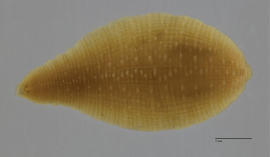 Alboglossiphonia disjuncta, a leech of the family Glossiphoniidae