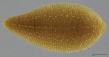 Alboglossiphonia disuqi, a leech of the family Glossiphoniidae