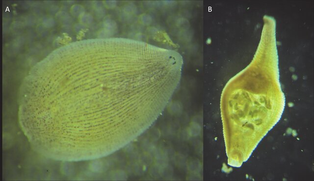 Alboglossiphonia heteroclita, a leech of the family Glossiphoniidae