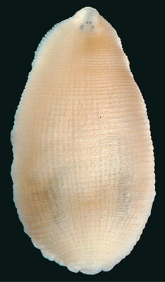 Alboglossiphonia hyalina, a leech of the family Glossiphoniidae
