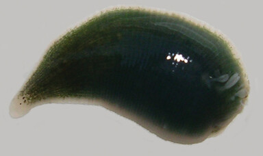 Alboglossiphonia iberica, a leech of the family Glossiphoniidae