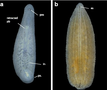 Alboglossiphonia lata, a leech of the family Glossiphoniidae