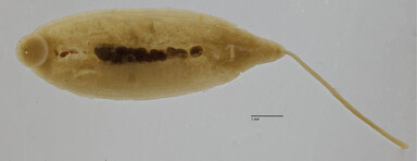 Alboglossiphonia macrorhyncha, a leech of the family Glossiphoniidae