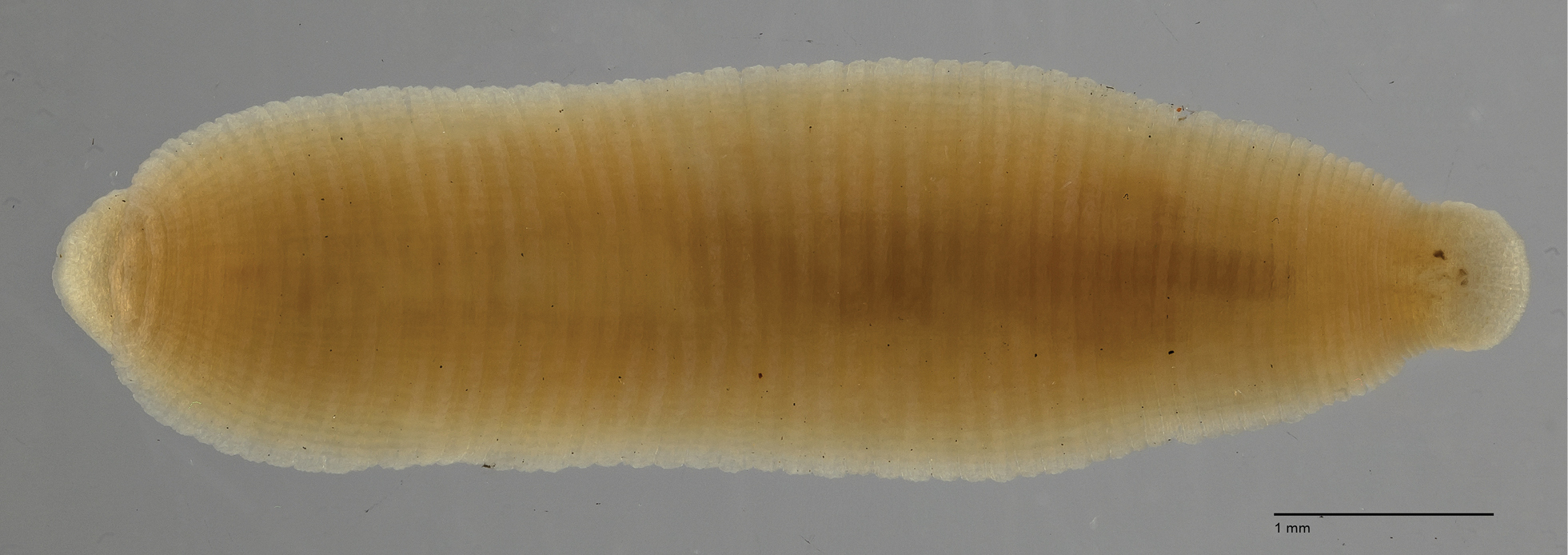 Alboglossiphonia namaquaensis, a leech of the family Glossiphoniidae