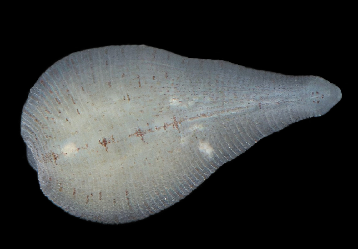 Alboglossiphonia pallida, a leech of the family Glossiphoniidae
