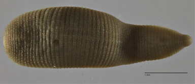 Alboglossiphonia polypompholyx, a leech of the family Glossiphoniidae
