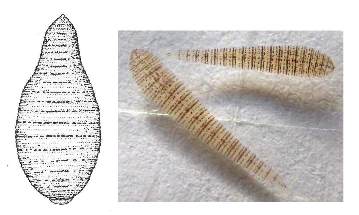Alboglossiphonia striata, a leech of the family Glossiphoniidae