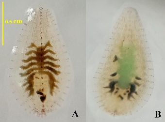 Alboglossiphonia weberi, a leech of the family Glossiphoniidae