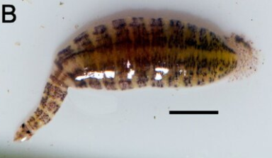 Alexandrobdella makhrovi, a leech of the family Piscicolidae