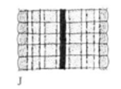 Aliolimnatis oligodonta, a leech of the family Hirudinidae