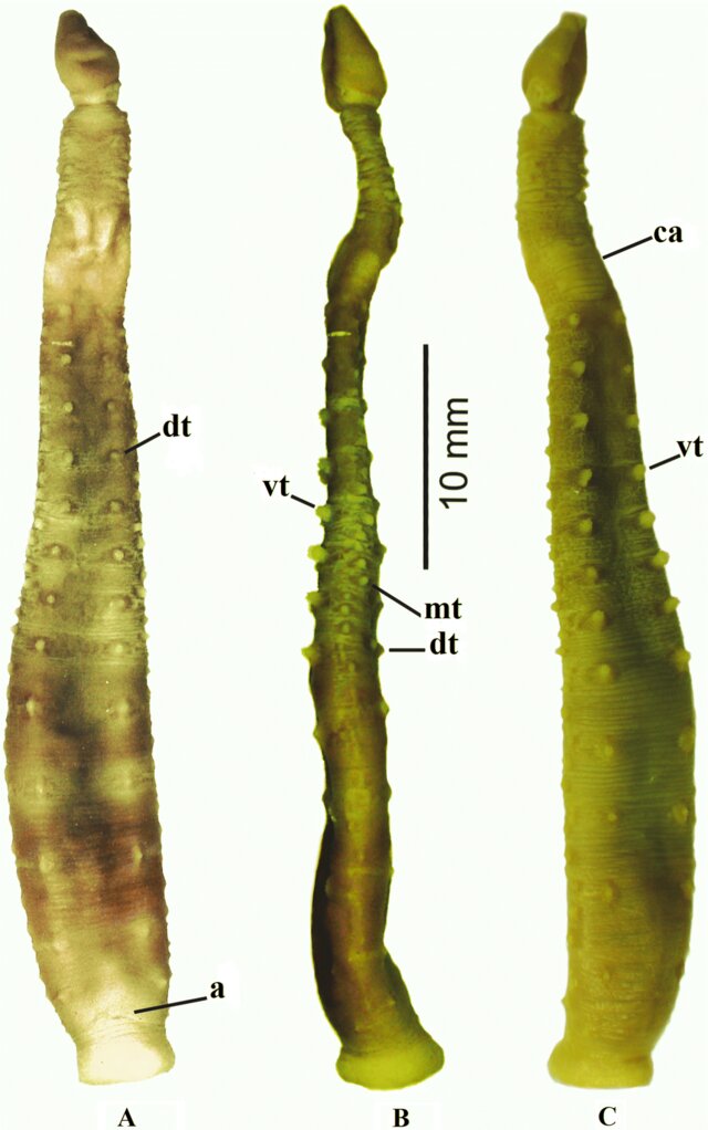 Ambulobdella shandikovi, a leech of the family Piscicolidae