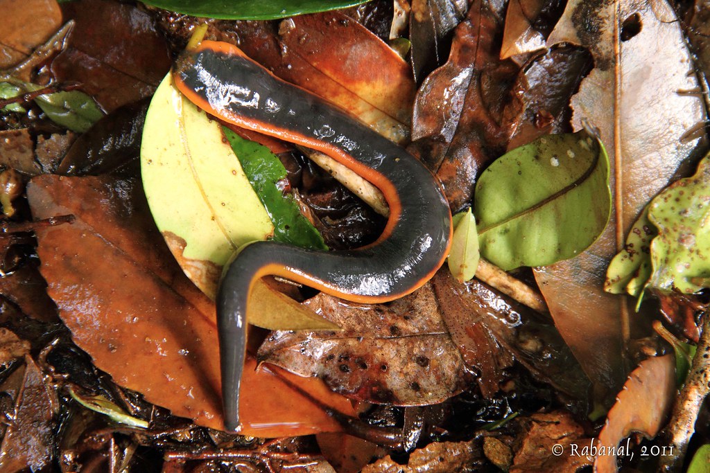 Americobdella valdiviana, a leech of the family Americobdellidae