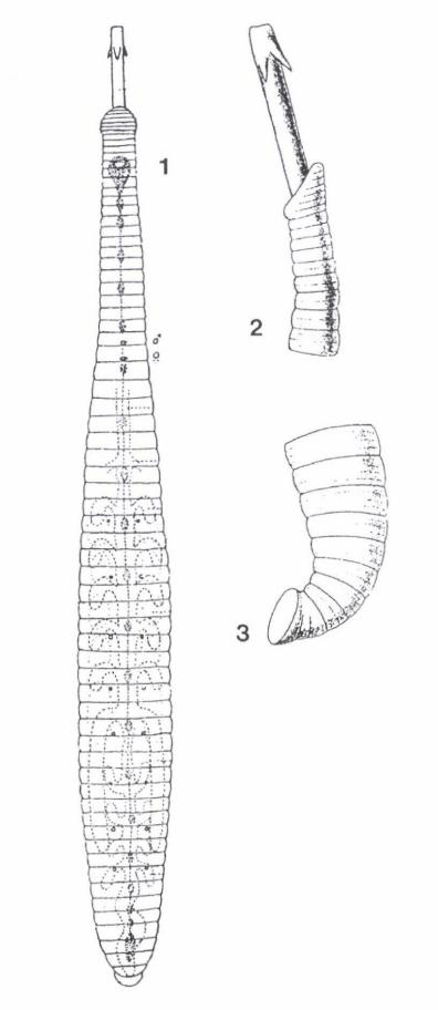 Ancyrobdella biwae, a leech of the family Glossiphoniidae