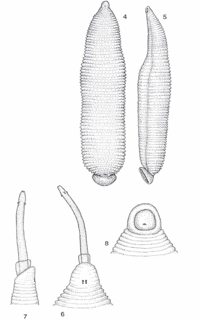 Ancyrobdella smaragdina, a leech of the family Glossiphoniidae
