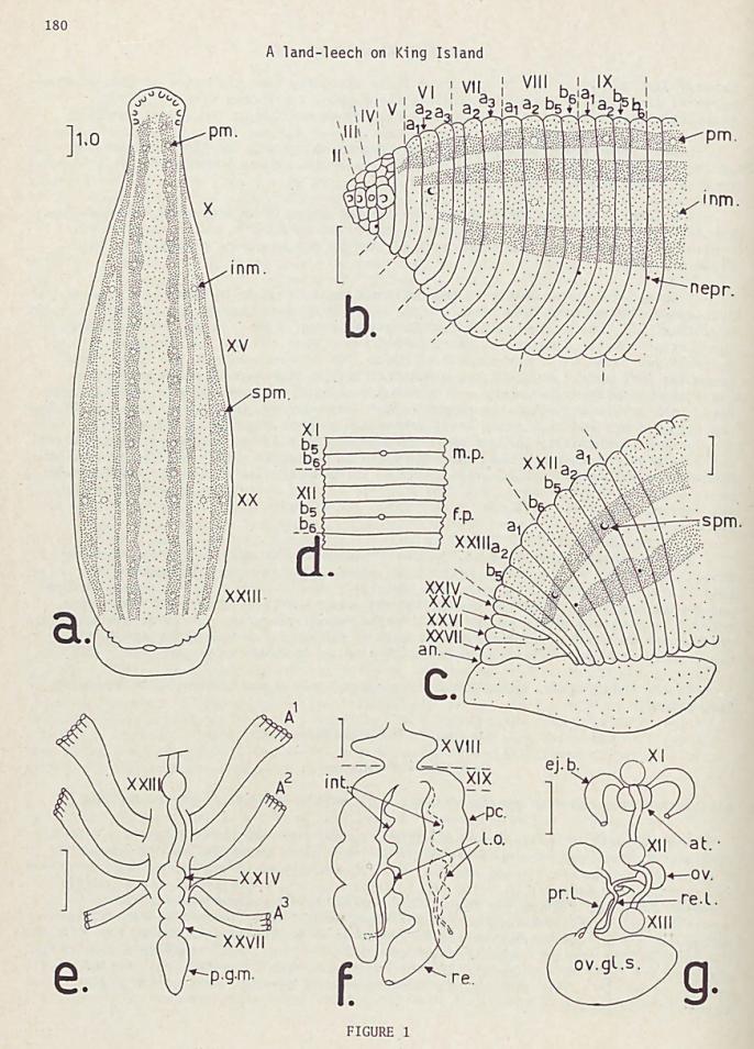 Anphilaemon kingi, a leech of the family Haemadipsidae