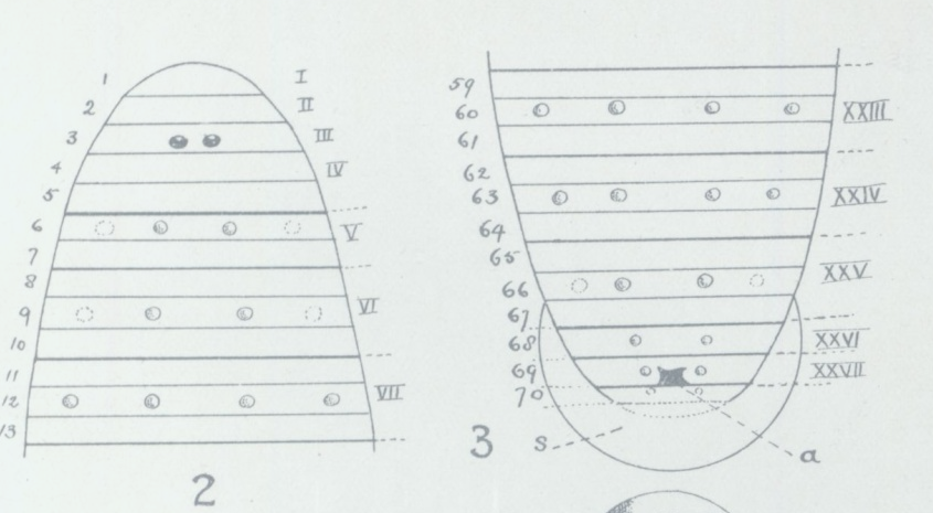 Aotearoabdella maorica, a leech of the family Glossiphoniidae
