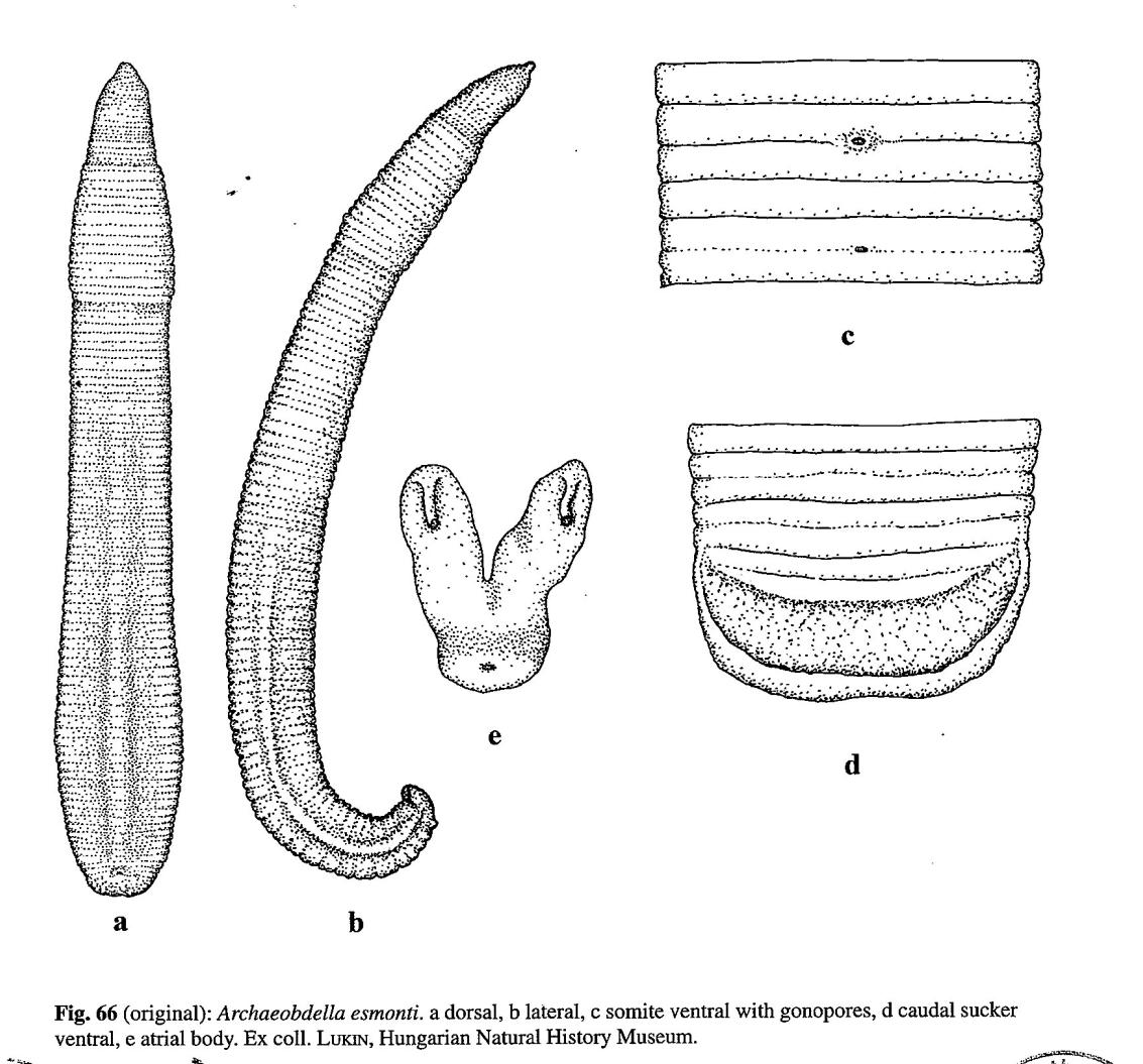 Archaeobdella esmonti, a leech of the family Erpobdellidae