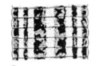 Asiaticobdella fenestrata, a leech of the family Hirudinidae