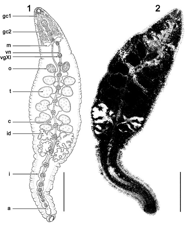 Austrobdella cairae, a leech of the family Piscicolidae