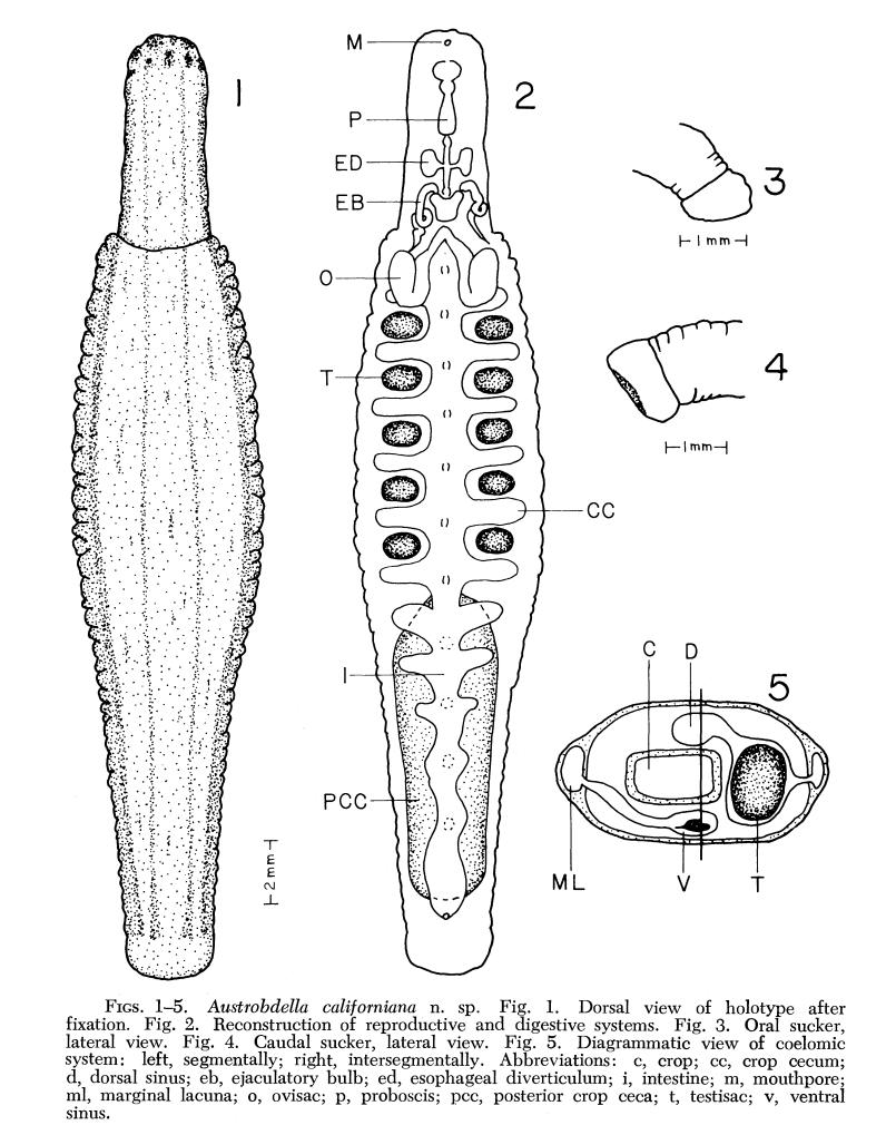Austrobdella californica, a leech of the family Piscicolidae