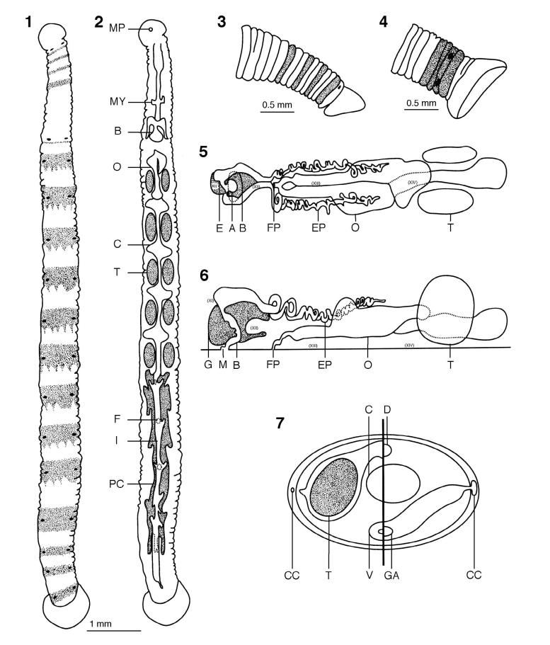 Austrobdella coliumicus, a leech of the family Piscicolidae