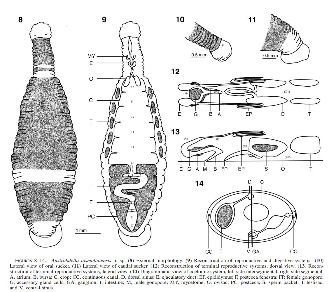 Austrobdella losmolinensis, a leech of the family Piscicolidae