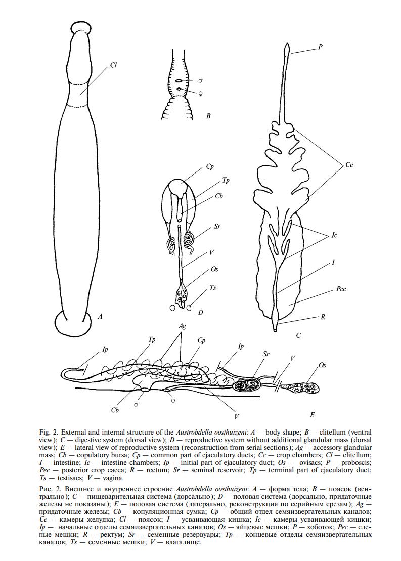 Austrobdella oosthuizeni, a leech of the family Piscicolidae