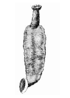 Austrobdella translucens, a leech of the family Piscicolidae
