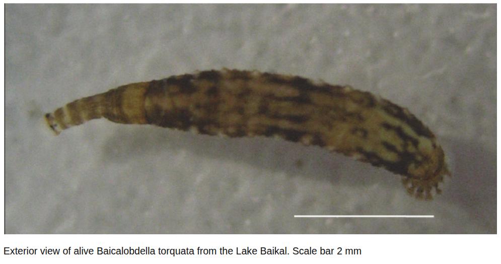 Baicalobdella torquata, a leech of the family Piscicolidae
