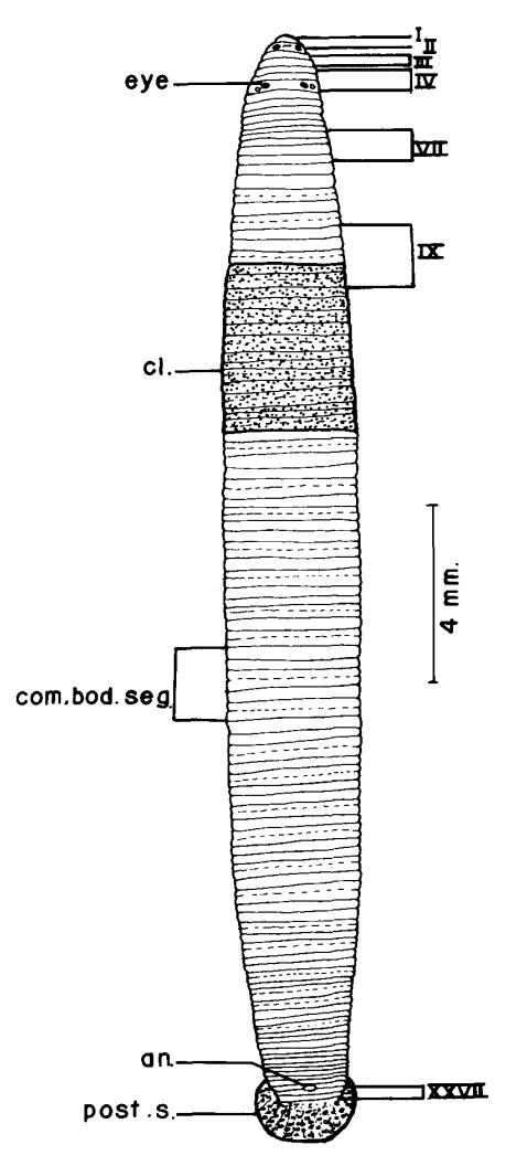 Barbronia assiuti, a leech of the family Salifidae