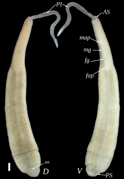 Barbronia borealis, a leech of the family Salifidae