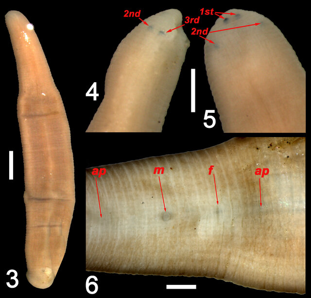 Barbronia gwalagwalensis, a leech of the family Salifidae