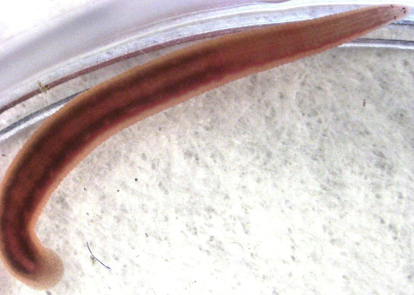 Barbronia weberi, a leech of the family Salifidae