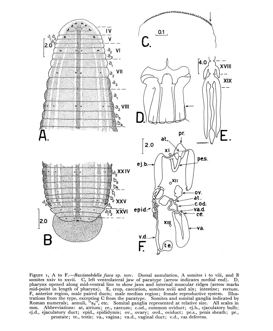 Bassianobdella fusca, a leech of the family Hirudinidae