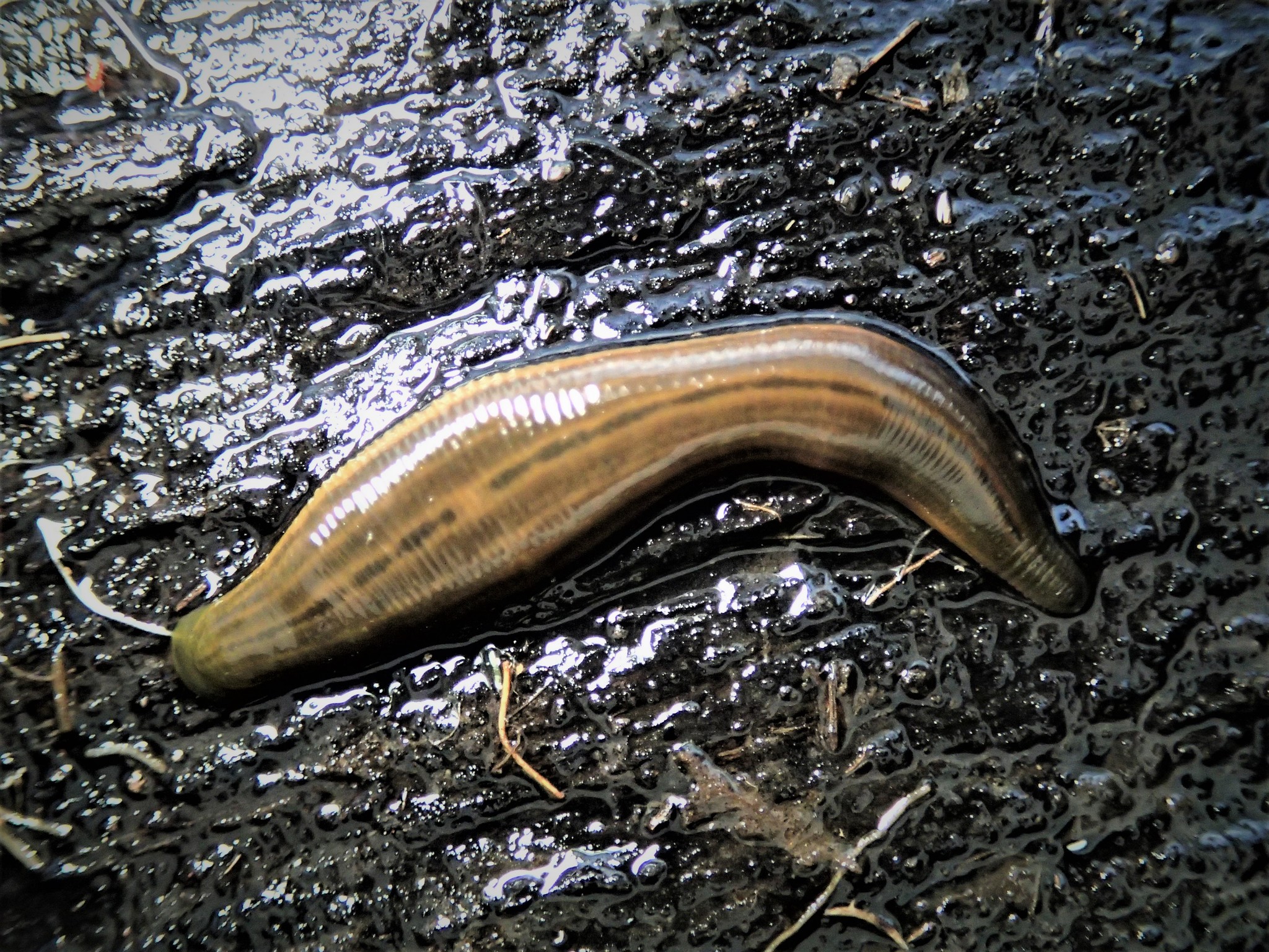 Bassianobdella victoriae, a leech of the family Hirudinidae