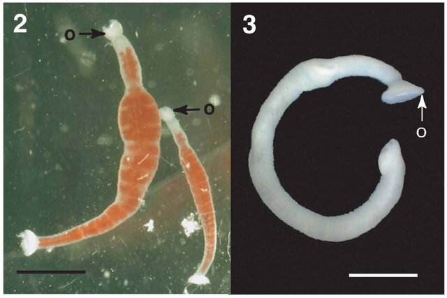 Bathybdella sawyeri, a leech of the family Piscicolidae