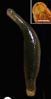 Batracobdella algira, a leech of the family Glossiphoniidae