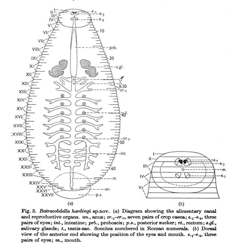 Batracobdella hardingi, a leech of the family Glossiphoniidae