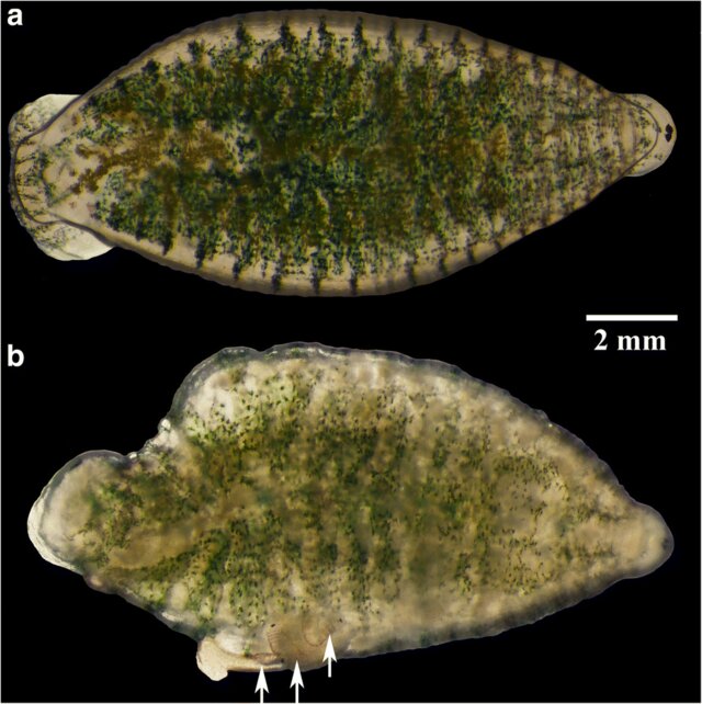 Batracobdelloides bangkhenensis, a leech of the family Glossiphoniidae
