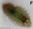 Batracobdelloides hlaingbweensis, a leech of the family Glossiphoniidae