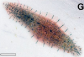 Batracobdelloides indochinensis, a leech of the family Glossiphoniidae