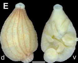 Batracobdelloides koreanus, a leech of the family Glossiphoniidae
