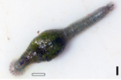 Batracobdelloides tricarinata, a leech of the family Glossiphoniidae